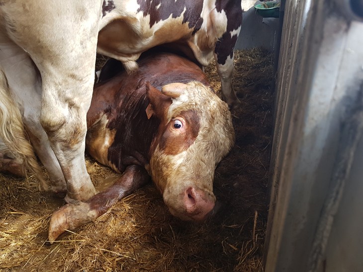 live transport cow in distress