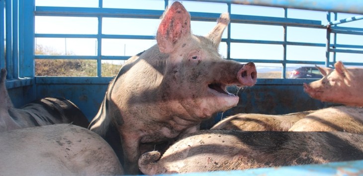 Pig Transport Cyprus 1