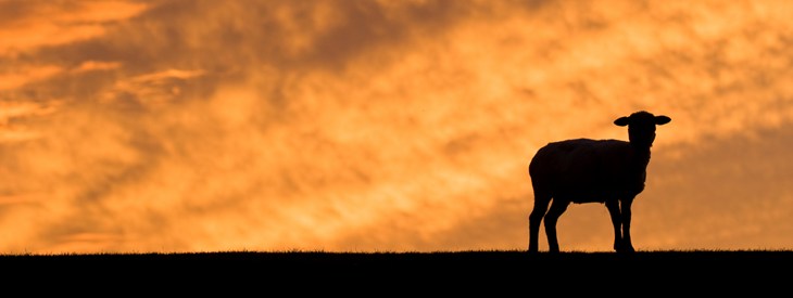 silhouette lamb on red sky