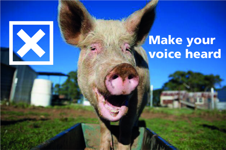 election pig make your voice heard