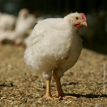 Dutch slower growing chickens require less antibiotics than fast-growing  chickens | Compassion in World Farming
