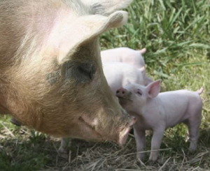 Pig Sentience