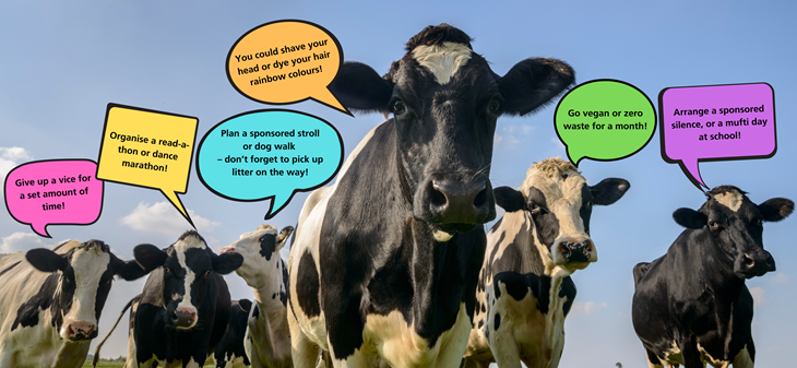cow in a field with idea bubbles