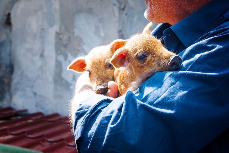 farmer holding piglets