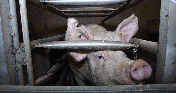 Sow in farrowing crate
