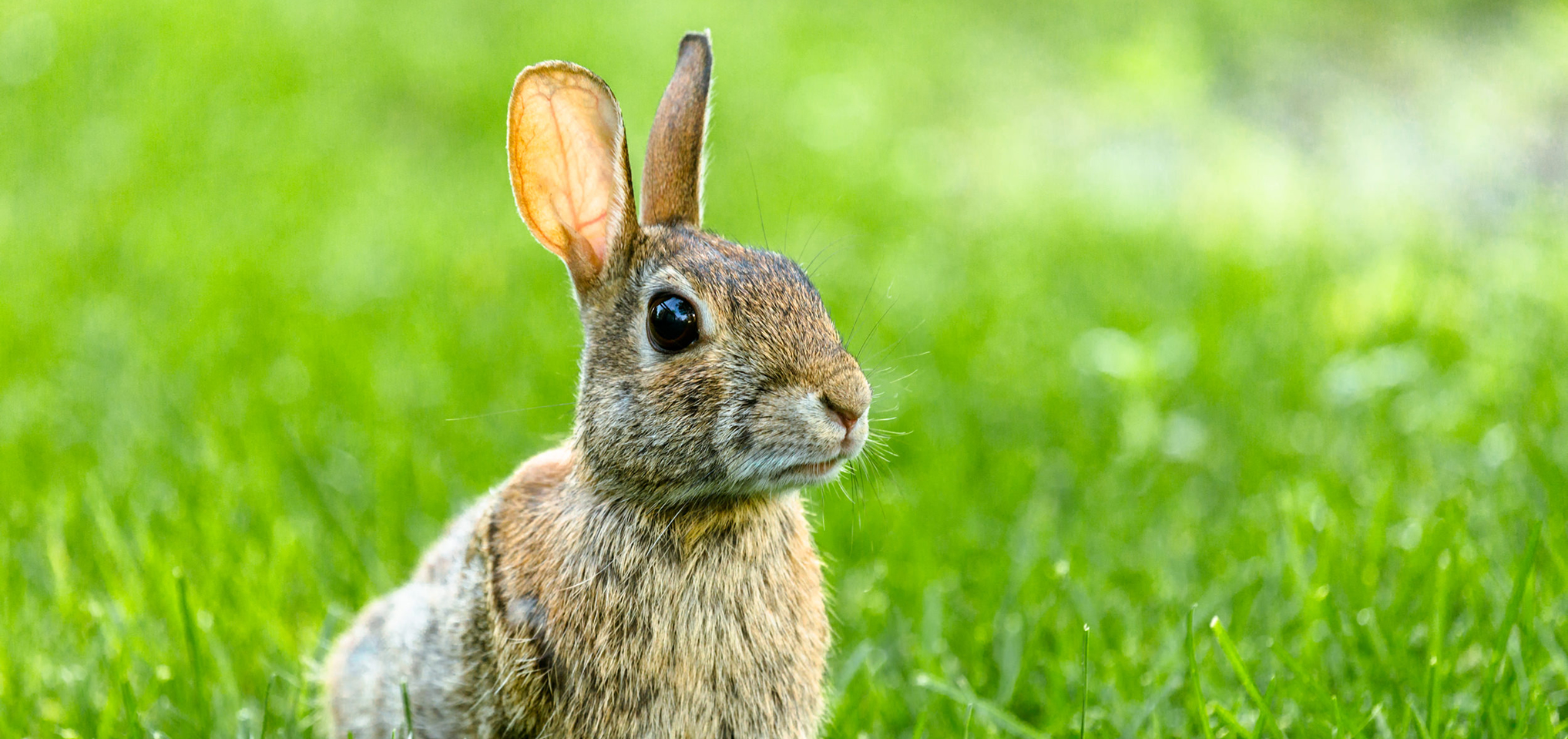 Un lapin en liberté.