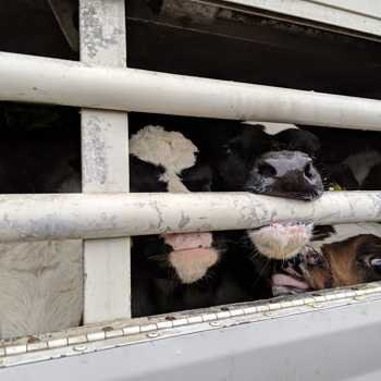Ban Live Exports: The fight continues