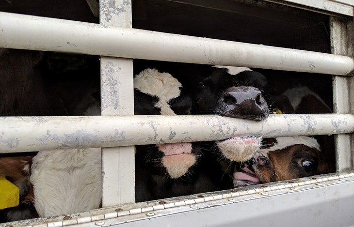 Live Exports Unweaned Calf