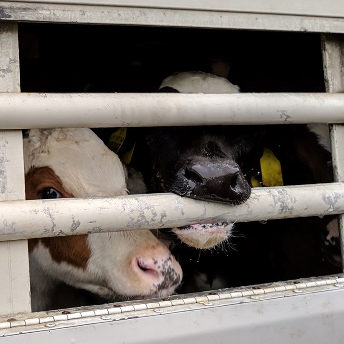 un-weaned calves biting bars of transport truck