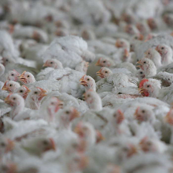 crowded broiler chickens