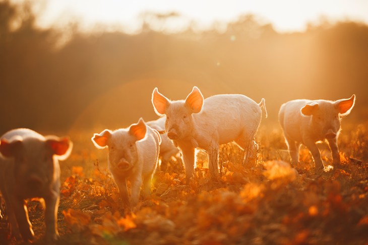 Group of pigs outside at sunset