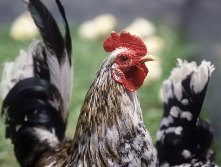 Close up of upper half - head, neck, chest and tail - of a bantam chicken with grass in the background