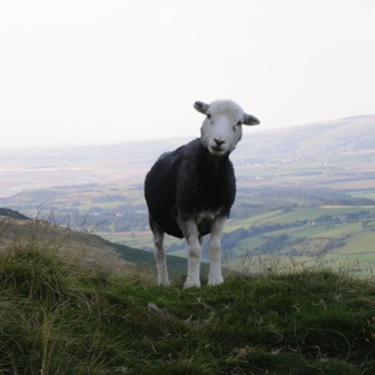 Trade and animal welfare