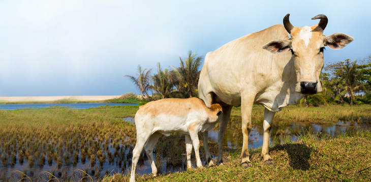 Cow and calf in a marshy field in Indonesia. The calf is suckling. Blue sky, palm trees and sand dunes in the background.