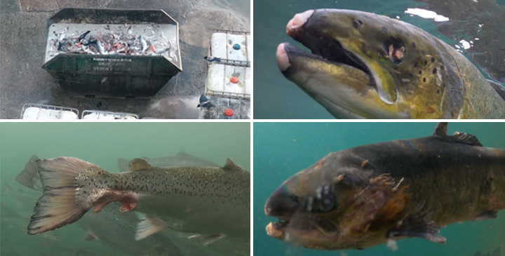 montage of salmon disease found dead in the ocean