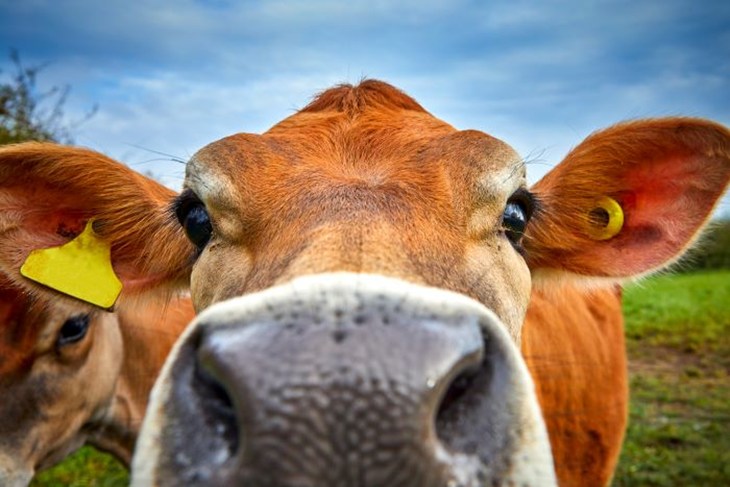 Animal sentience to be recognised in UK law