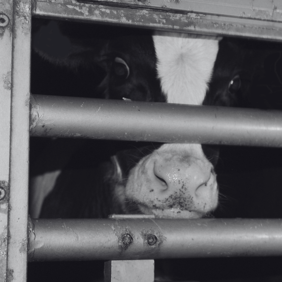 Frightened cow in transport