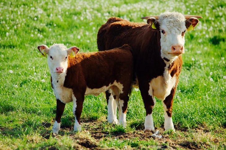 Animal Welfare Bill Istock 655897502