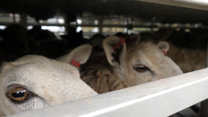 Investigations Live Transport Including Slaughter UK Exports Scotland Via Ramsgate Resized