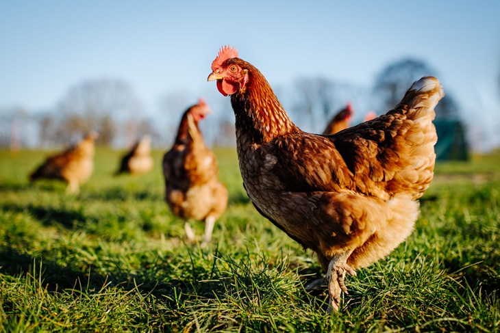 Hen Outside Istock