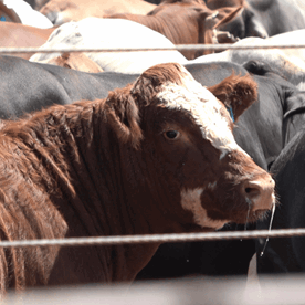 Trade and animal welfare | Compassion in World Farming