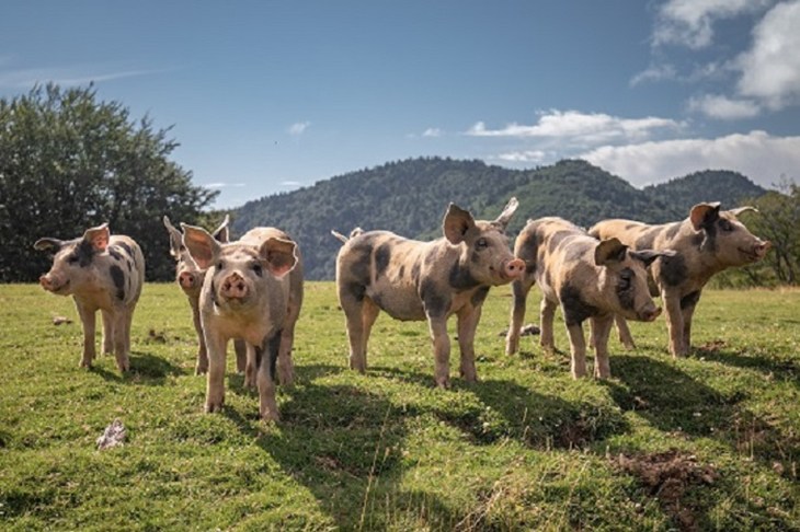 Happy Pigs Story 1 Istock 1057264988