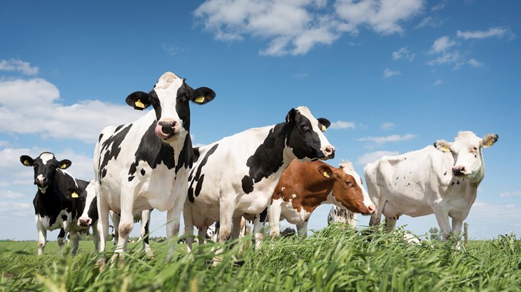 Why does factory farming still exist?