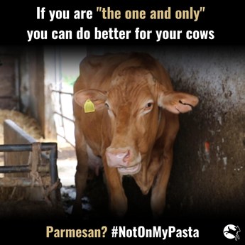 Brown dairy cow indoors. If you are the one and only you can do better for cows