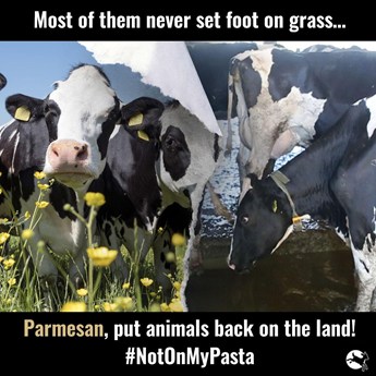 dairy cows outside. Most of them never set foot on grass