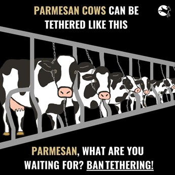 parmesan cows can be tethered like this
