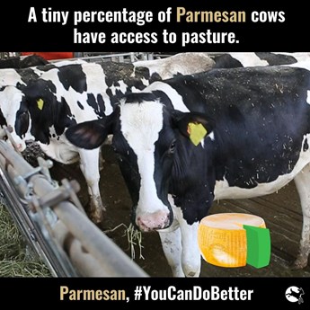 a tiny percentage of dairy cows have access to pasture