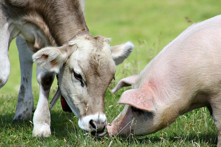 Cow and pig eating grass together outside