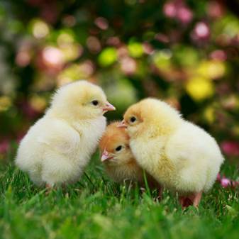 three chicks on grass