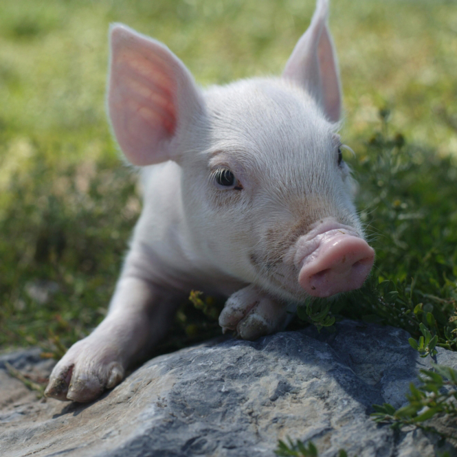 cute piglet outside