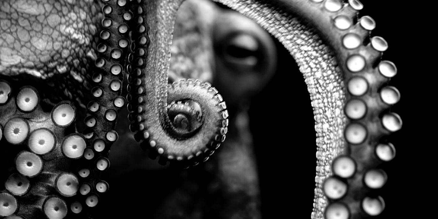 Black and white close up image of octopus eye and tentacles