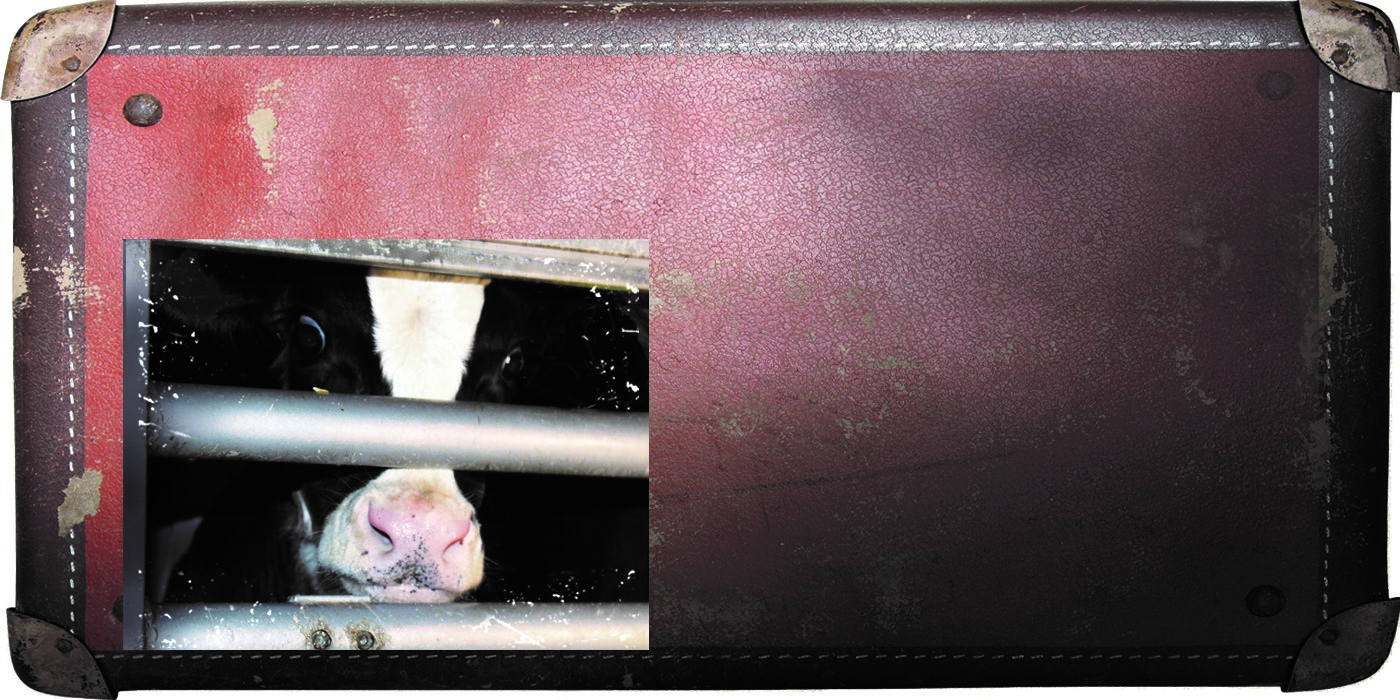 Old fashioned travel suitcase with image of cow being live exported