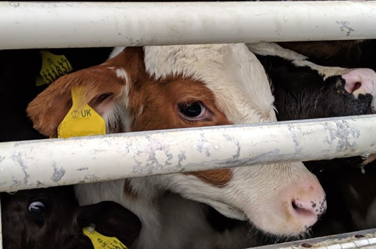 GM pigs will not feed the world