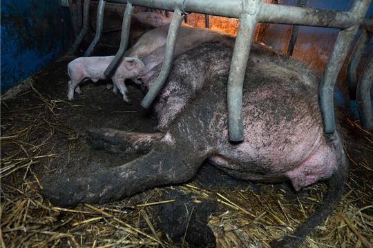 Caged sow and piglet in dirty conditions