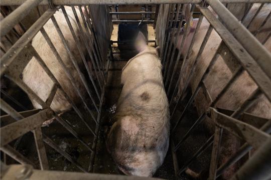 Overhead image of sow in a sow stall barely larger than her body