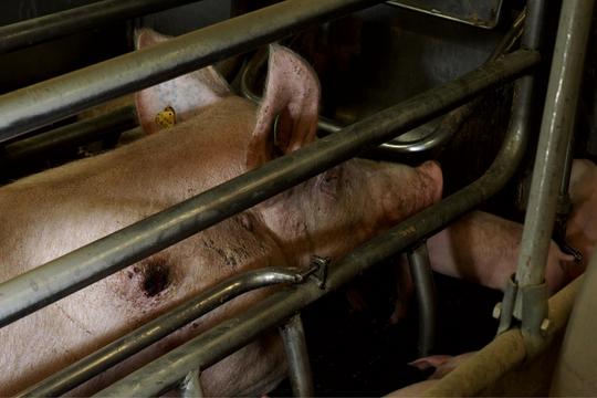 Sow in a farrowing crate with large pressure sore on shoulder