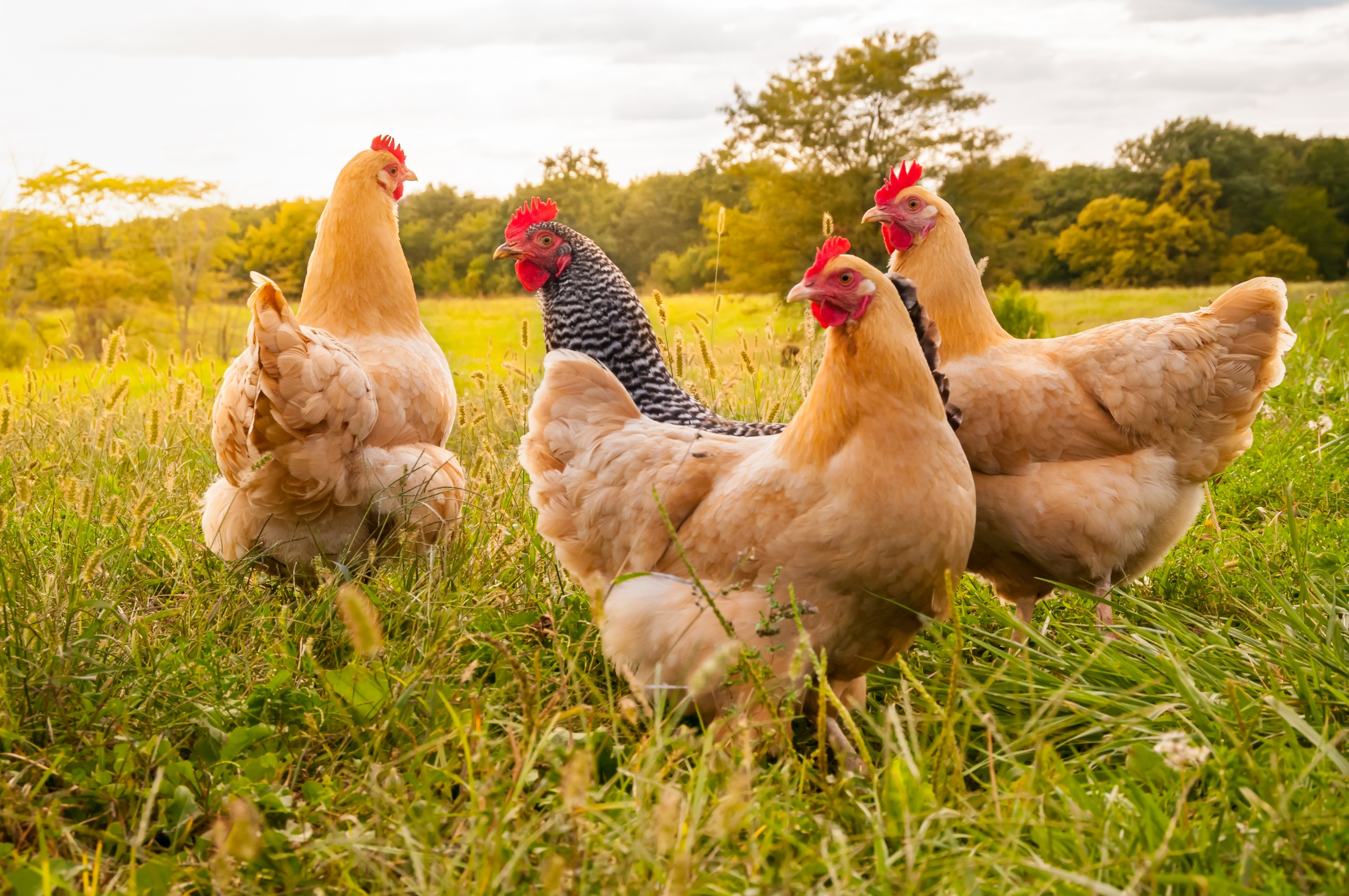 Group of hens in a field