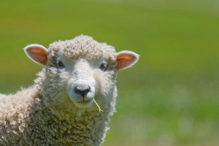 Sheep in field