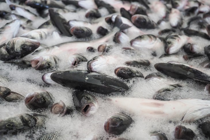 Sea bass in a vat of ice slurry