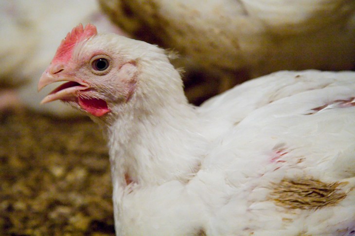 Broiler chicken