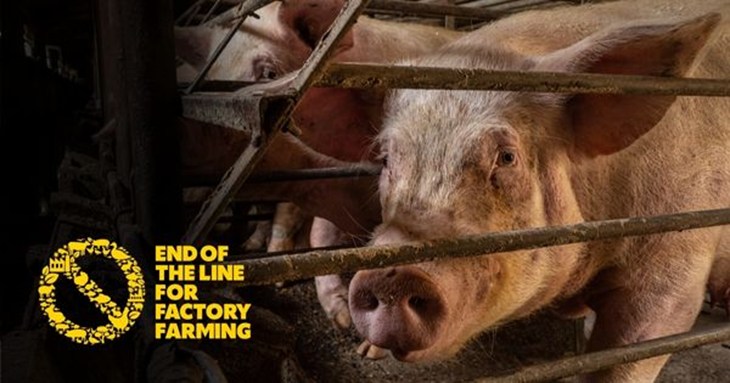 Sad pig in a cage