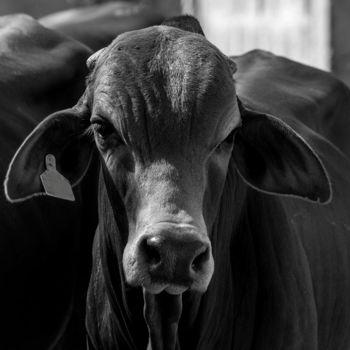 Open letter urges world leaders to end factory farming