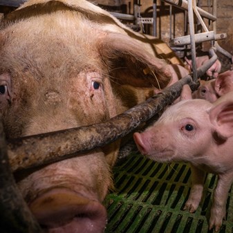 Farm Animal Voice magazine (FAV) | Compassion in World Farming
