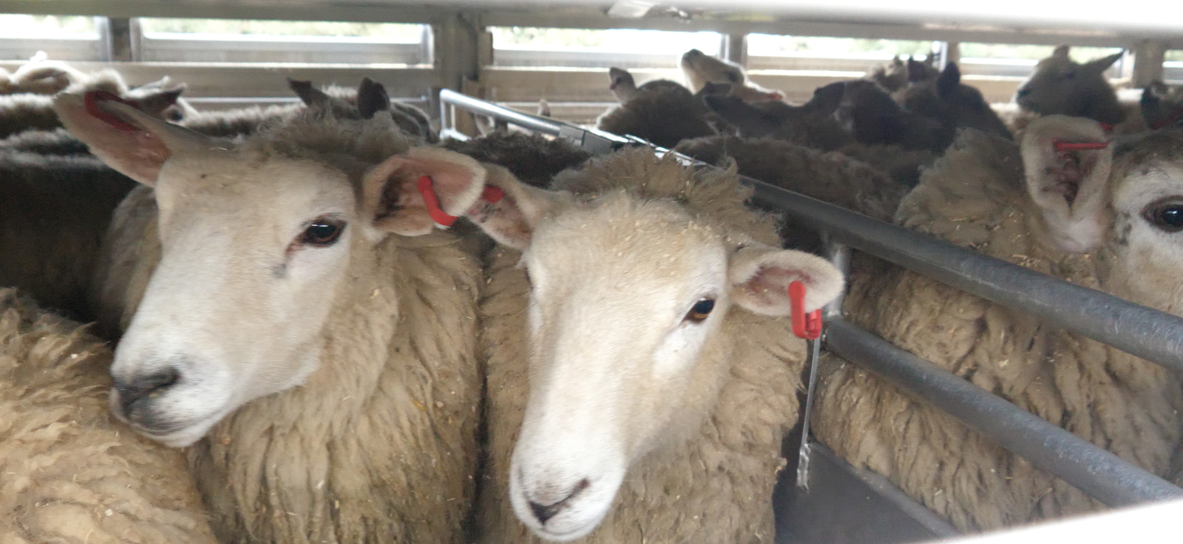 Demand action to help ban live exports