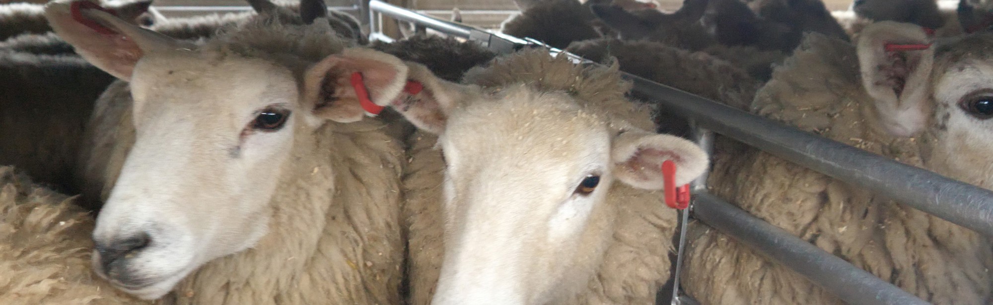 Demand action to help ban live exports
