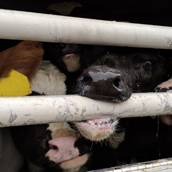 Will the Government keep its promise this year by ending the nightmare of Live Animal Exports?